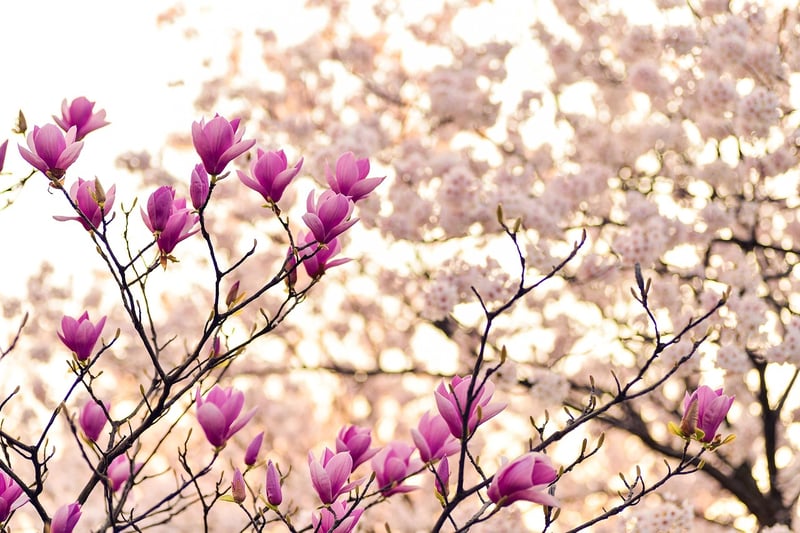 Mystic Arboretums